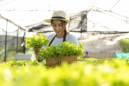 Owner farmer working and care vegetable or nurse growth plants Hydroponic organic in greenhouse.  Asian women gardener in agriculture industry. Hydroponic agricultural system.  Business small conceptの写真素材