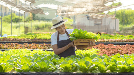 Owner farmer working and care vegetable or nurse growth plants Hydroponic organic in greenhouse.  Asian women gardener in agriculture industry. Hydroponic agricultural systemの写真素材