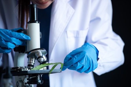 Close up hands science laboratory woman research for marijuana natural aromatic hemp oil cannabis...