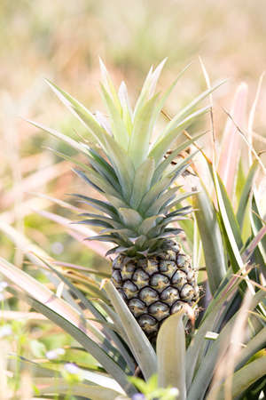 The pineapple Farrow on the farmの写真素材