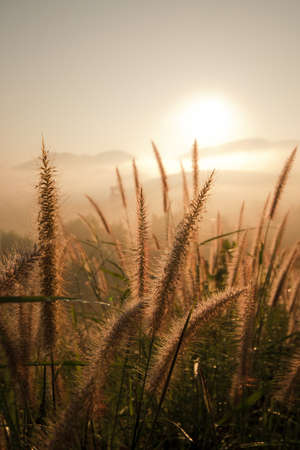 warm morning light