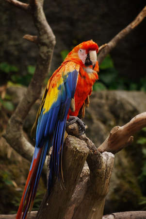 parrot stands on the woodの写真素材