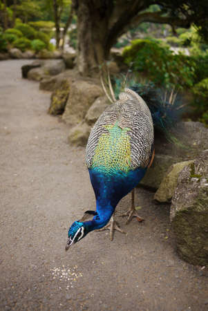 A male peacock is pecking grains on the grounds in a parkの写真素材