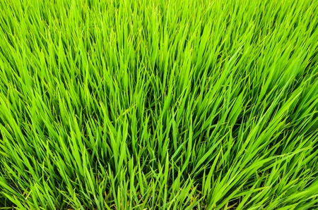 Top view of the green fieldの写真素材