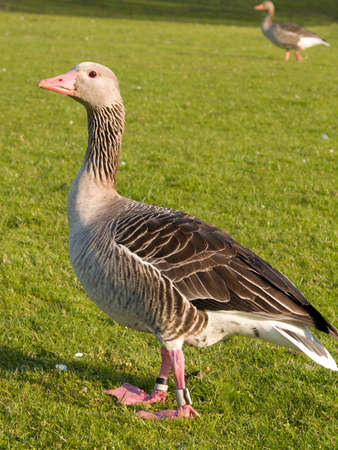 Portrait of a friendly goose standing on grassの写真素材