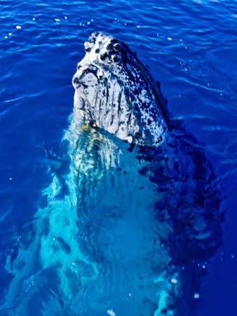 Majestic Humpback Whale up close and personal in australia
の写真素材