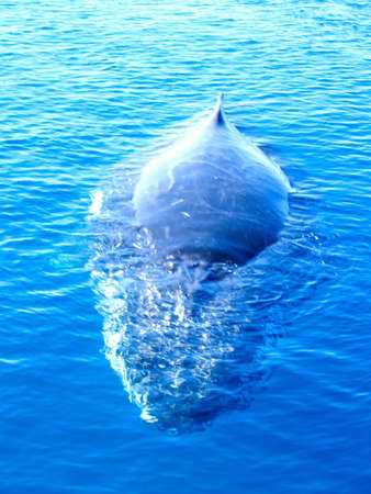 Majestic Humpback Whale up close and personal in australia
の写真素材