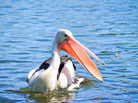 An Australian Pelican catching food in the lakeの写真素材