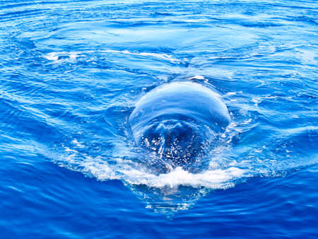 Semi submerged humpback whale in the ocean in australiaの写真素材