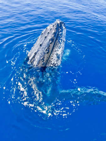 Majestic humpback whale looking  out of the oceanの写真素材