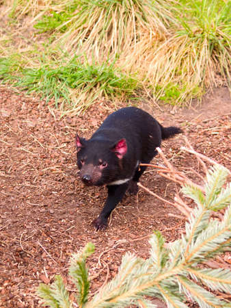 Fauna - A fierce Tasmanian Devil running in the  bushの写真素材
