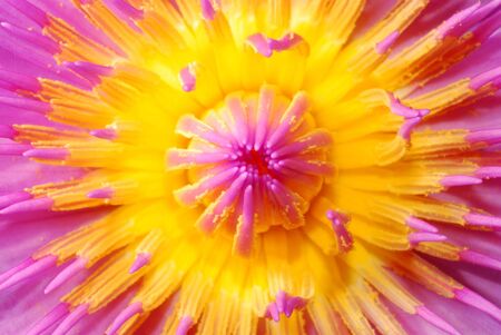 Pink lotus in the pond ant texture for lotus の写真素材