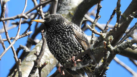 Black Starlingの写真素材