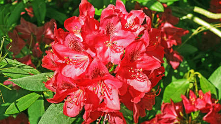 Colored big Rhododendrons Spring 2016 Latvias garden.の写真素材