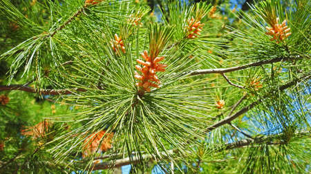 Macro elements of Pine. Green on blue background