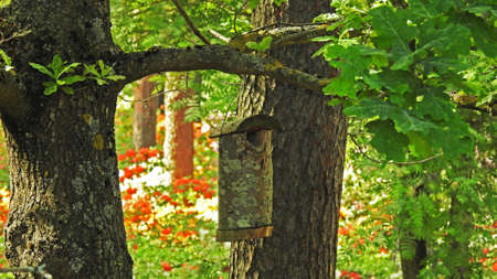 Nesting birds box in green summer forest.