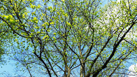Spring trees on blue sky.の写真素材