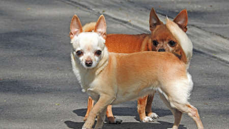 Chihuahua. Small dog walking in the city park.の写真素材