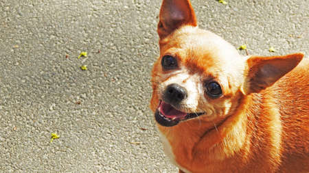 Chihuahua. Small dog walking in the city park.の写真素材