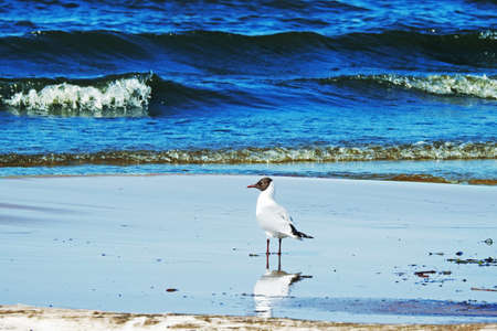 Seagull on windy day on Baltic sea
