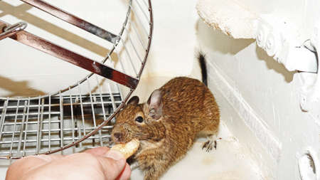 Small and funny Australian home pet Degu.の写真素材