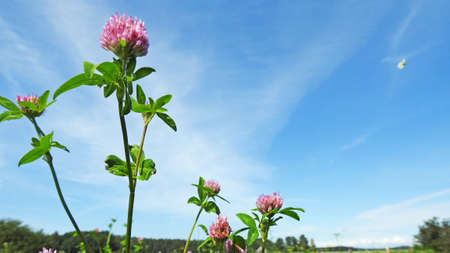 Flowering clover on blue sky. Summer sunny day.の写真素材