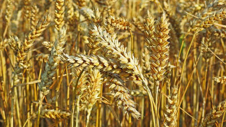A field of golden wheat and blue sky