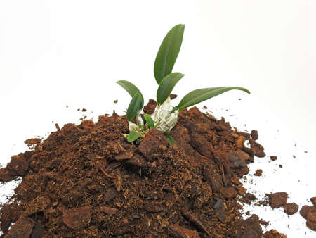 Small green young orchid isolated on white backgroundの写真素材