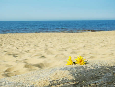 Yellow small flowers on log on the beach.の写真素材