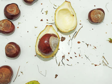 Autumn composition using ripe chestnut. Isolated on white background.の写真素材