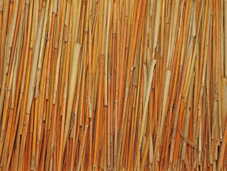 Monotone texture in cold colors of the wood.の写真素材