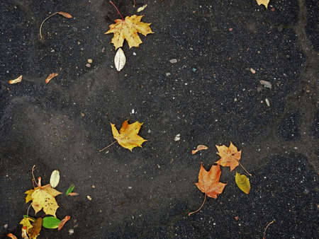 Autumn background, yellow leaves on road textureの写真素材