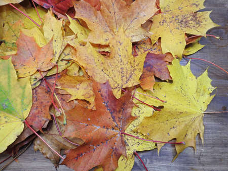 Autumn maple leaves over old wooden background