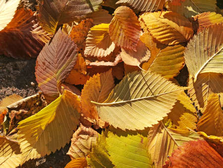 Autumn maple leaves over old wooden backgroundの写真素材