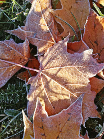 Frozen green leaves in sunny autumn day.の写真素材