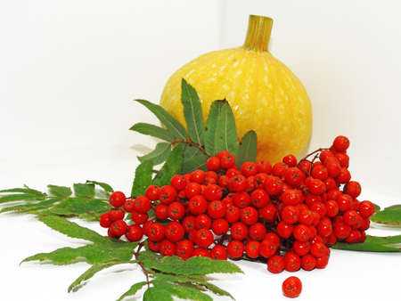 Autumn vegetable composition. Pumpkins decorated with bunch of rowan and applesの写真素材