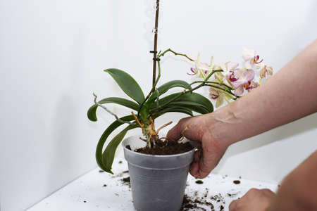 The process of transplanting small orchid. Isolated on white background.の写真素材