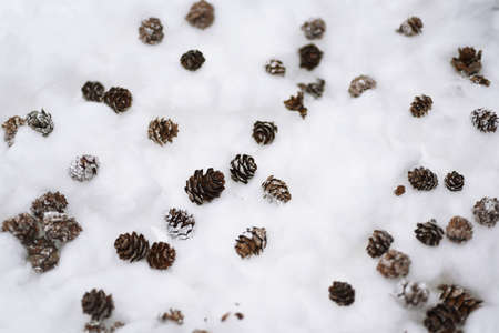 Cones in the snow. Macro photo of small decorative conesの写真素材