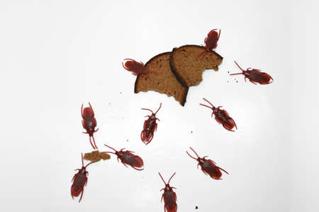 Abstract composition of poverty. Artificial cockroaches on bread.