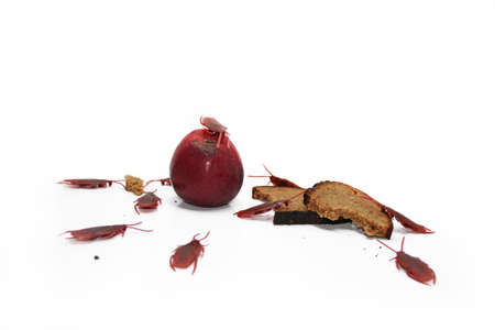 Abstract composition of poverty. Artificial cockroaches on bread.