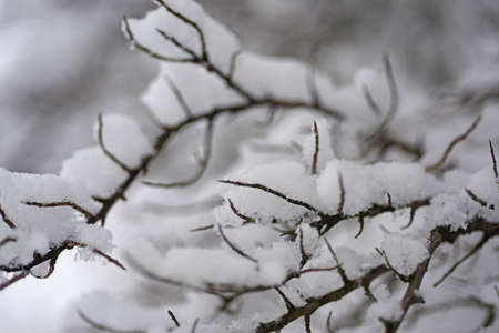 The first snow in season.の写真素材