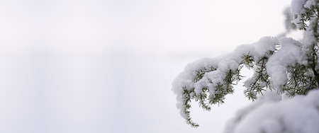 Winter nature photo.の写真素材