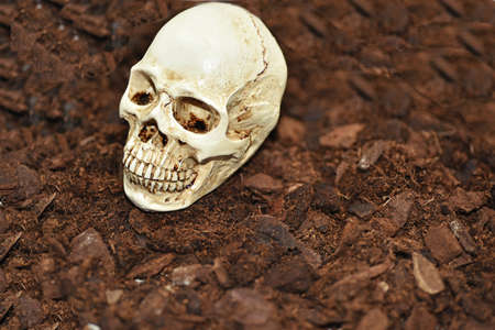 Small decorative human skull. Isolated on white background.の写真素材