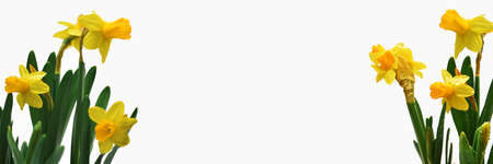 Abstract composition of yellow daffodils. Isolated on white background.の写真素材