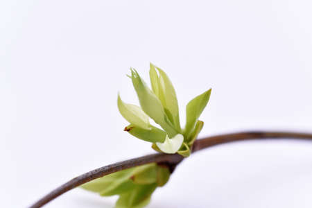 Spring abstraction. The first bud on branch. Isolated on white background.
