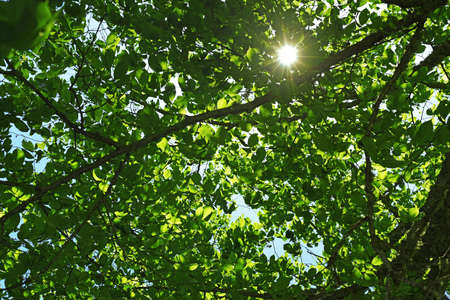 Sun light through the branches of trees.
