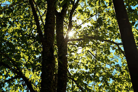 Sun light through the branches of trees.の写真素材