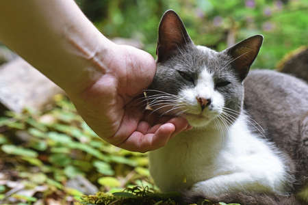 Young funny cat.