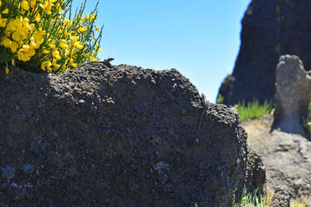 Pico Do Arieiro peak. Madeira lizards on mountains.