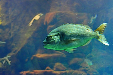 Big Madeira's aquarium with a lot of fish in it.の写真素材